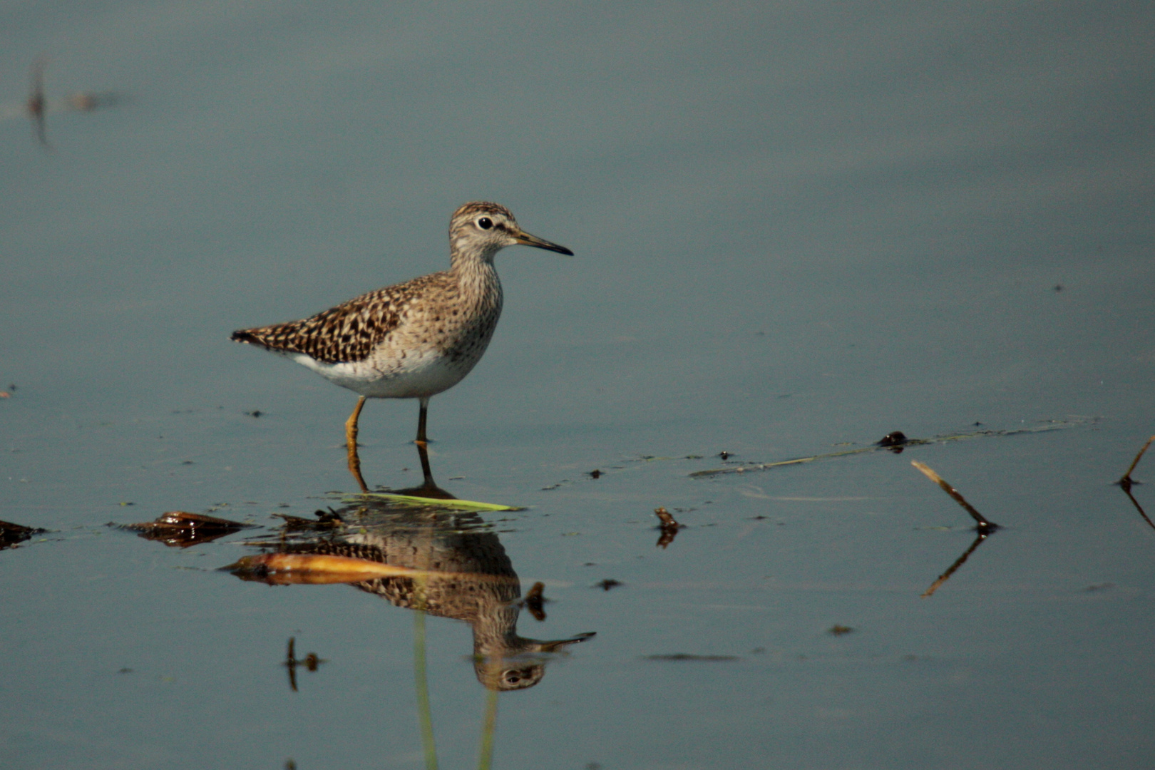 Bruchwasserläufer (Tringa glareola)