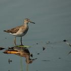 Bruchwasserläufer (Tringa glareola)