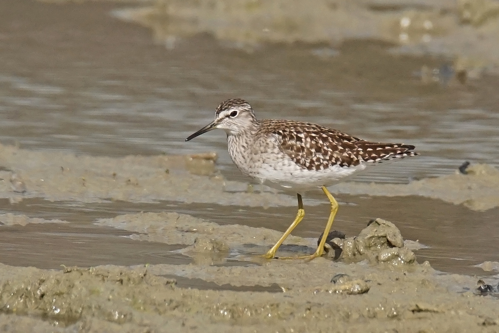 Bruchwasserläufer (Tringa glareola)