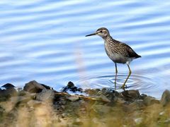 Bruchwasserläufer (Tringa glareola)