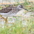 Bruchwasserläufer (Tringa glareola)...