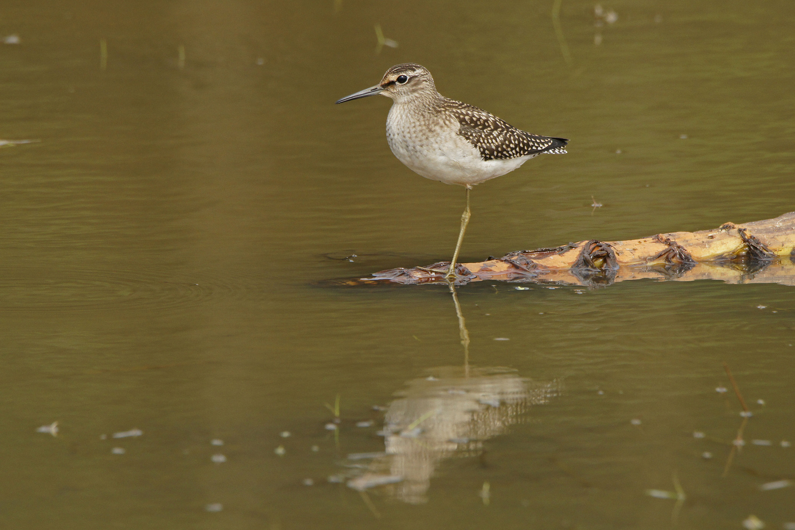 Bruchwasserläufer (Tringa glareola)