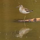 Bruchwasserläufer (Tringa glareola)