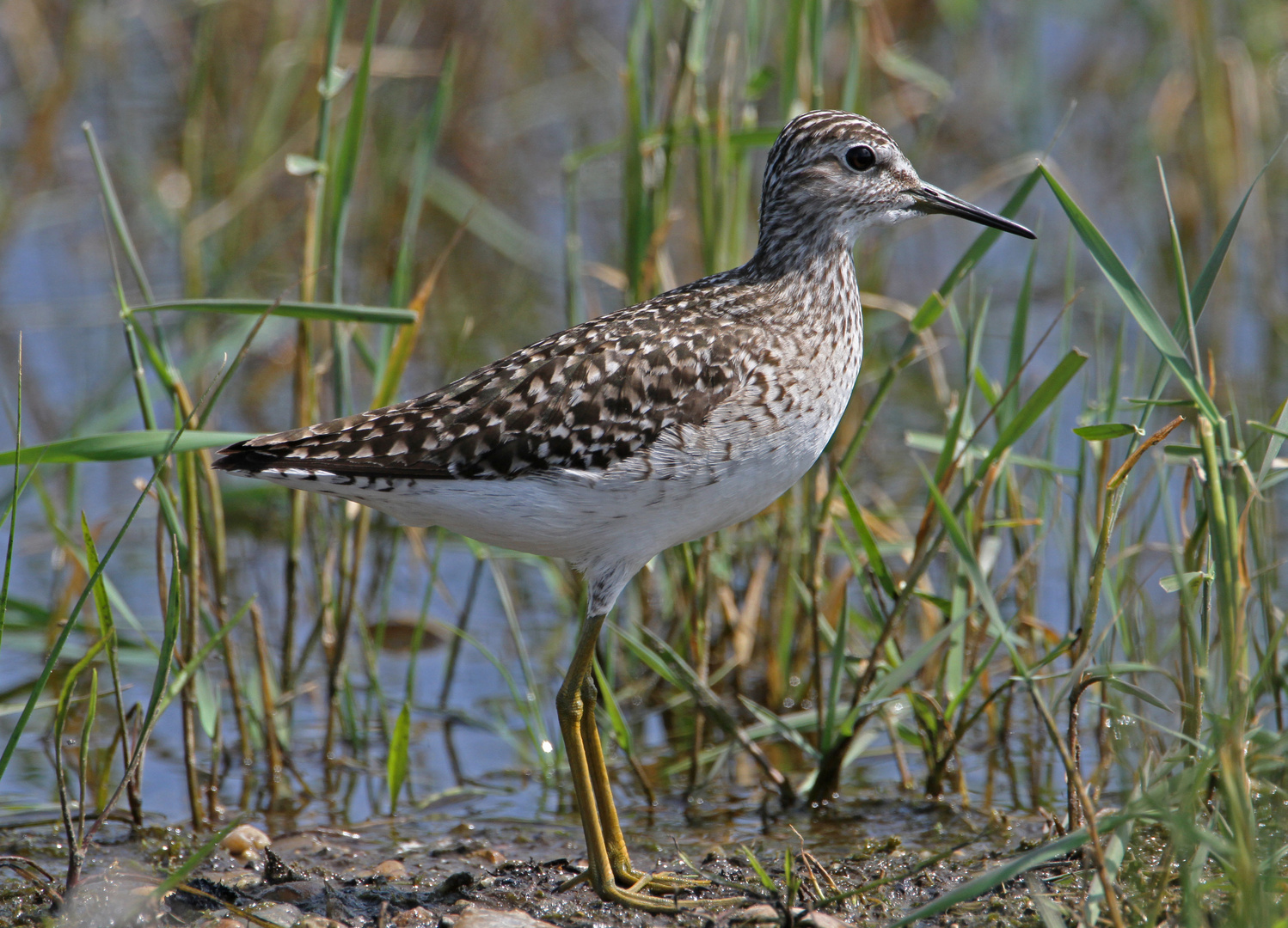 Bruchwasserläufer (Tringa glareola)