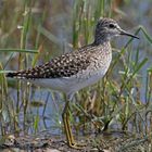 Bruchwasserläufer (Tringa glareola)