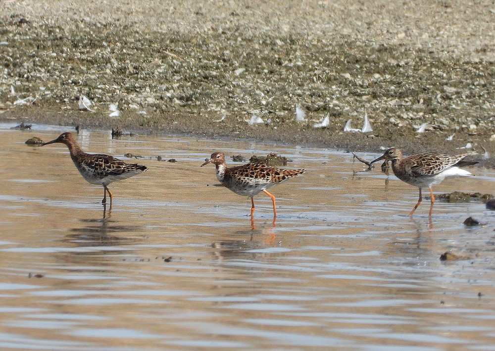 Bruchwasserläufer (Tringa glareola)