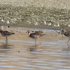 Bruchwasserläufer (Tringa glareola)