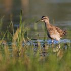 Bruchwasserläufer (Tringa glareola)...