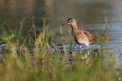 Bruchwasserläufer (Tringa glareola)...