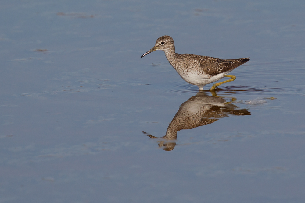 Bruchwasserläufer (Tringa glareola)