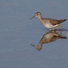 Bruchwasserläufer (Tringa glareola)