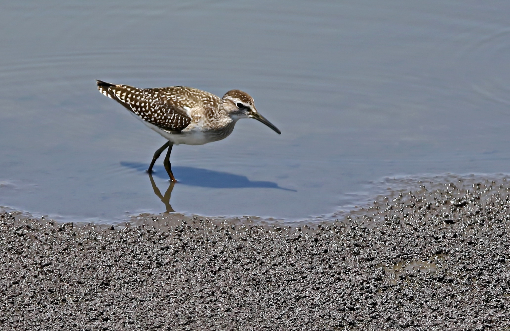 Bruchwasserläufer (Tringa glareola)