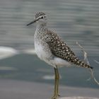 Bruchwasserläufer (Tringa glareola)