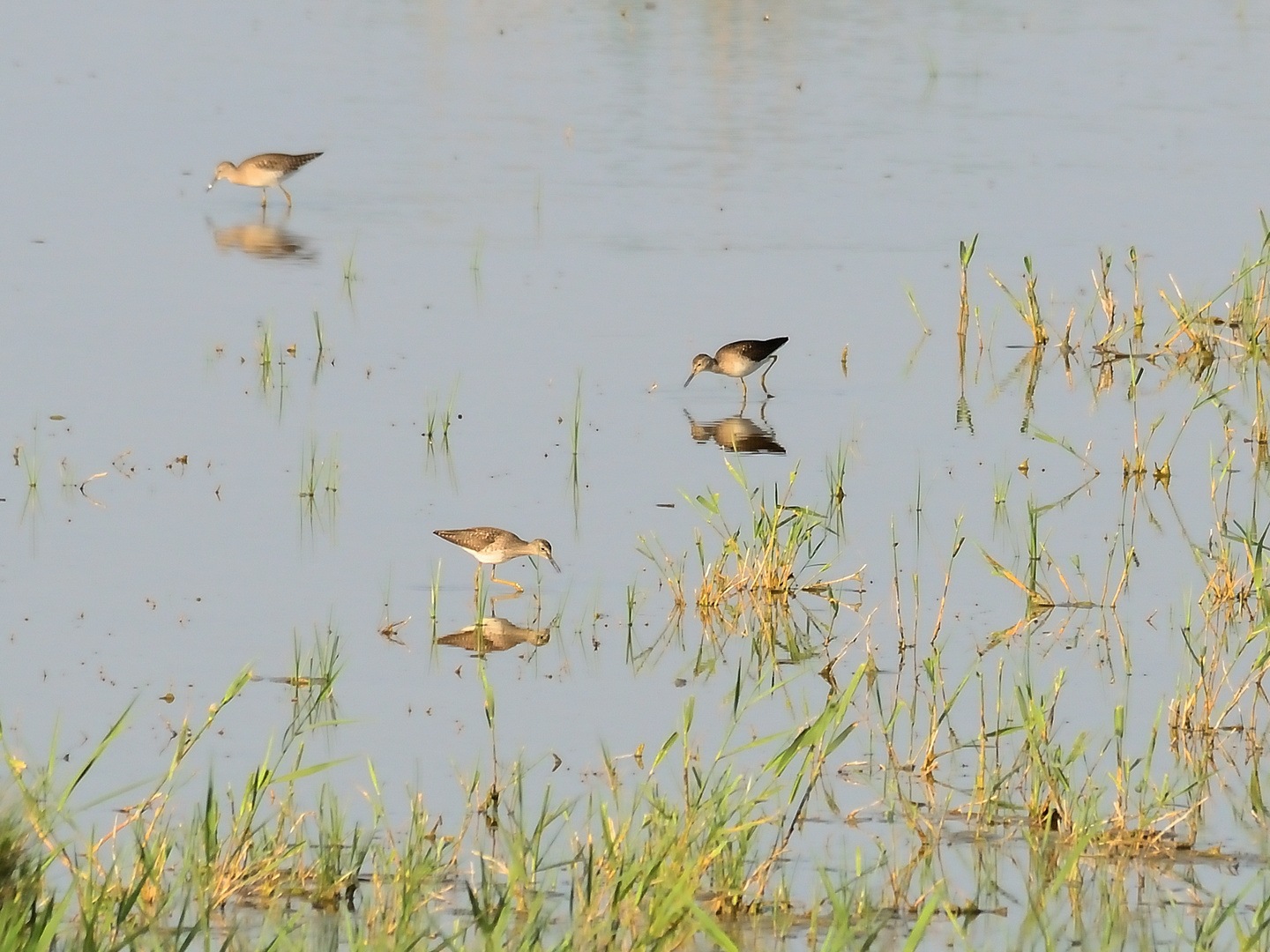 Bruchwasserläufer (Tringa glareola), Wood sandpiper, Andarríos bastardo