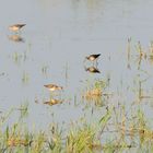 Bruchwasserläufer (Tringa glareola), Wood sandpiper, Andarríos bastardo