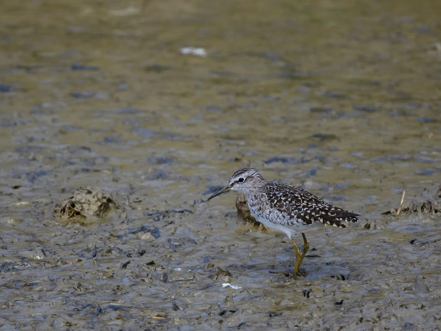 Bruchwasserläufer, (Tringa glareola), Wood Sandpiper, Andarríos bastardo 