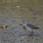 Bruchwasserläufer, (Tringa glareola), Wood Sandpiper, Andarríos bastardo 