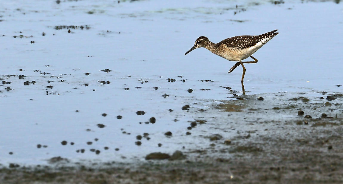 Bruchwasserläufer ..... ufftz, das ist'n Name