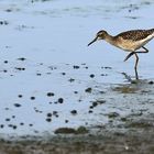 Bruchwasserläufer ..... ufftz, das ist'n Name