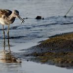 Bruchwasserläufer und sein Mini-Fischli