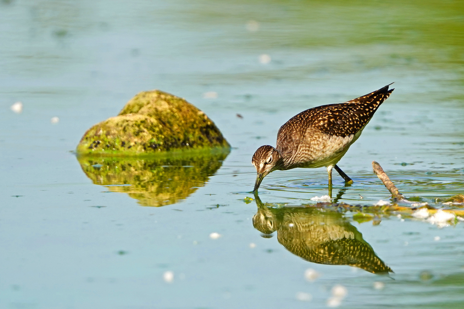 Bruchwasserläufer V