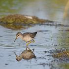 Bruchwasserläufer zum Dritten