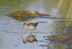 Bruchwasserläufer zum Dritten