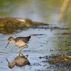 Bruchwasserläufer zum Zweiten.