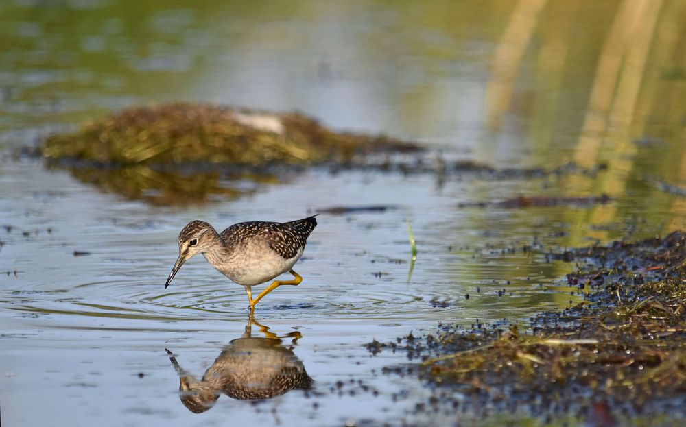 Bruchwasserläufer zum Zweiten.