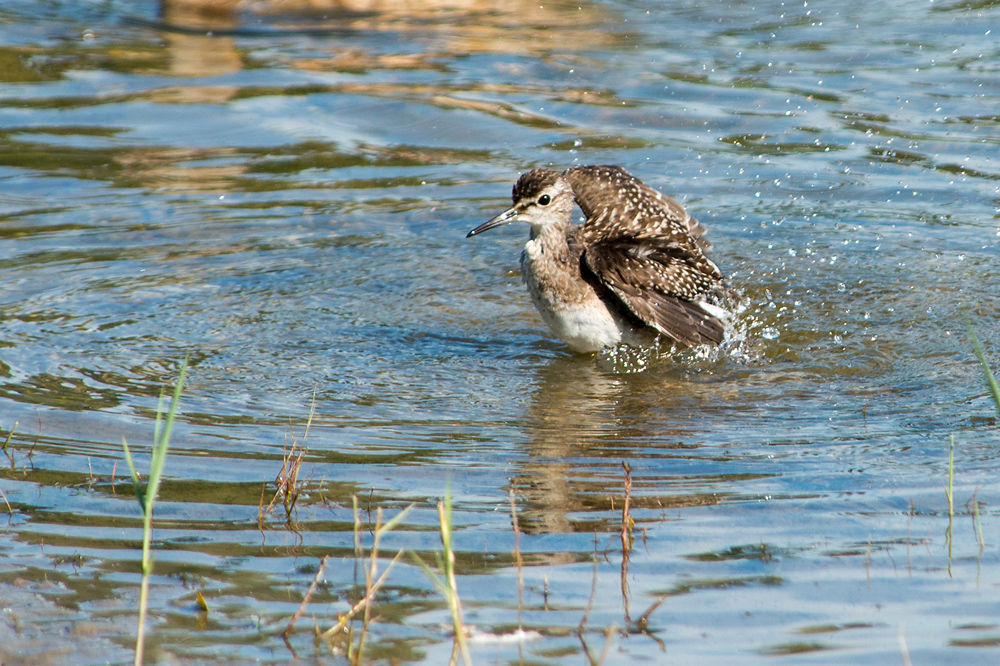 Bruchwasserplantscher