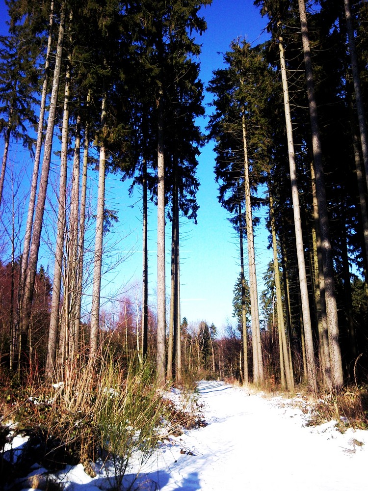 Bruchweiler im Schnee