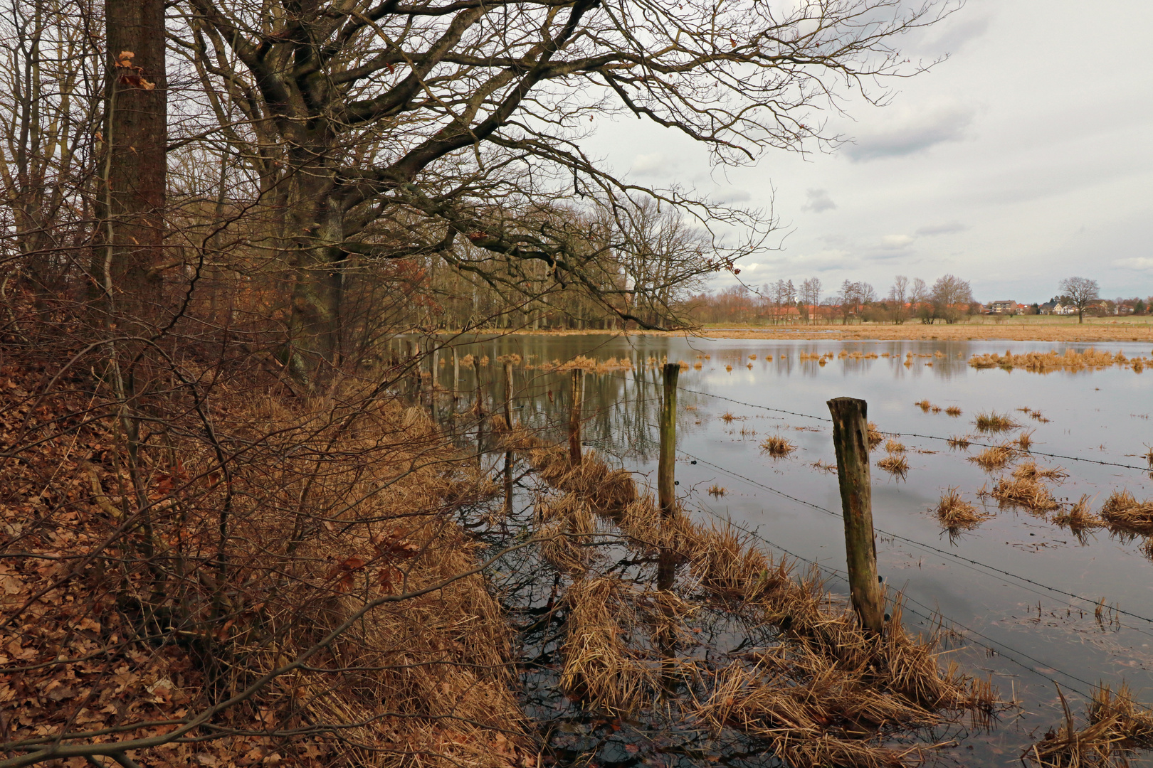 Bruchwiese am Schapener Graben