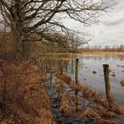 Bruchwiese am Schapener Graben