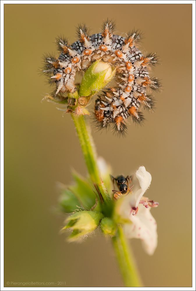 Bruco di melitaea e formica