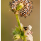 Bruco di melitaea e formica