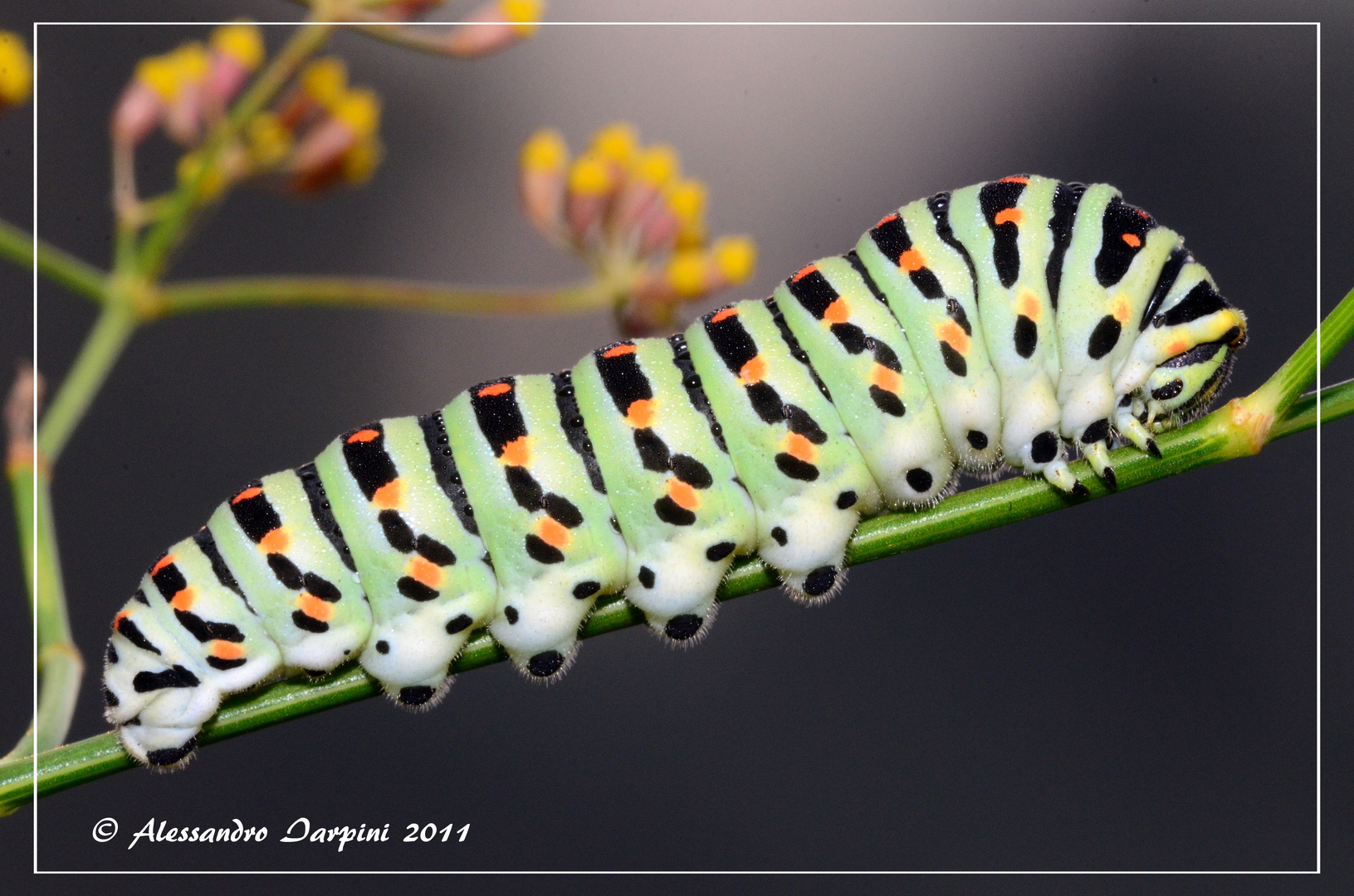 BRUCO DI PAPILIO MACAON