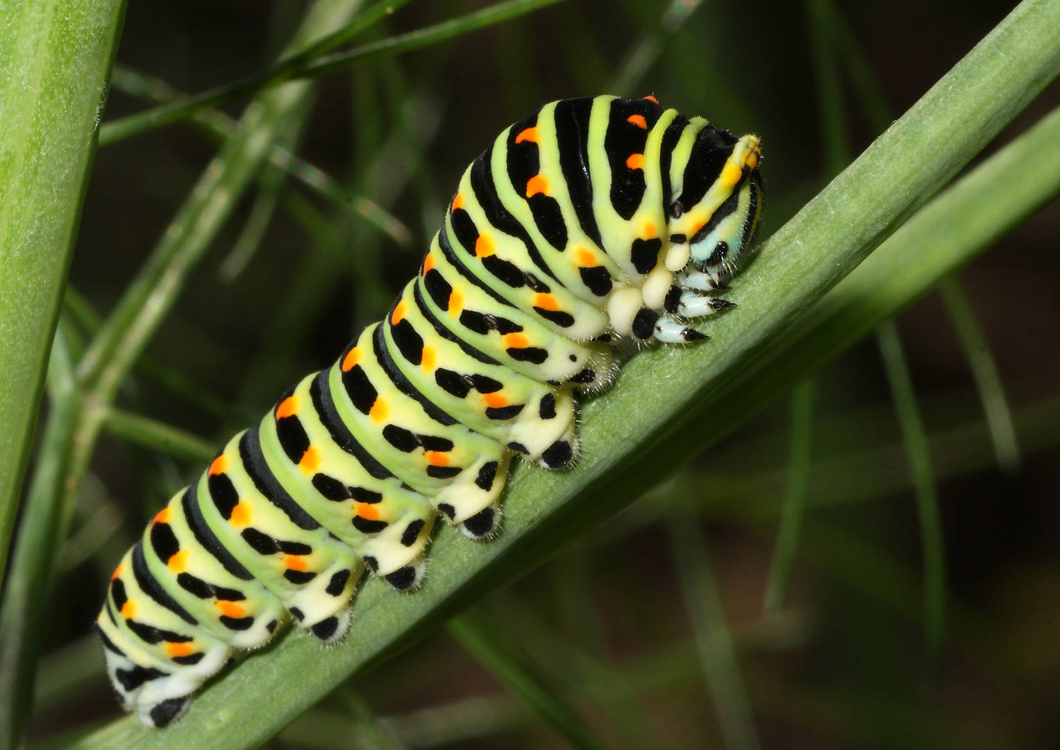 bruco di papilio machaon