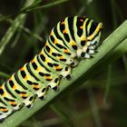 bruco di papilio machaon