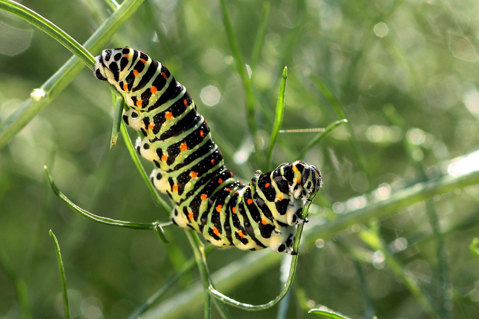 bruco di papilio machaon