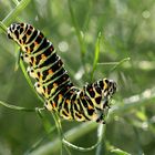 bruco di papilio machaon