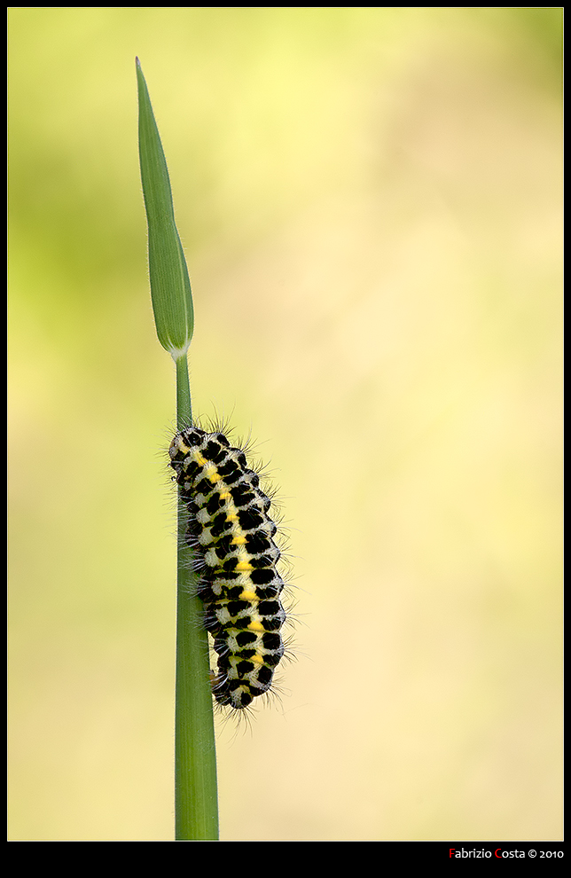 Bruco di Zygaena