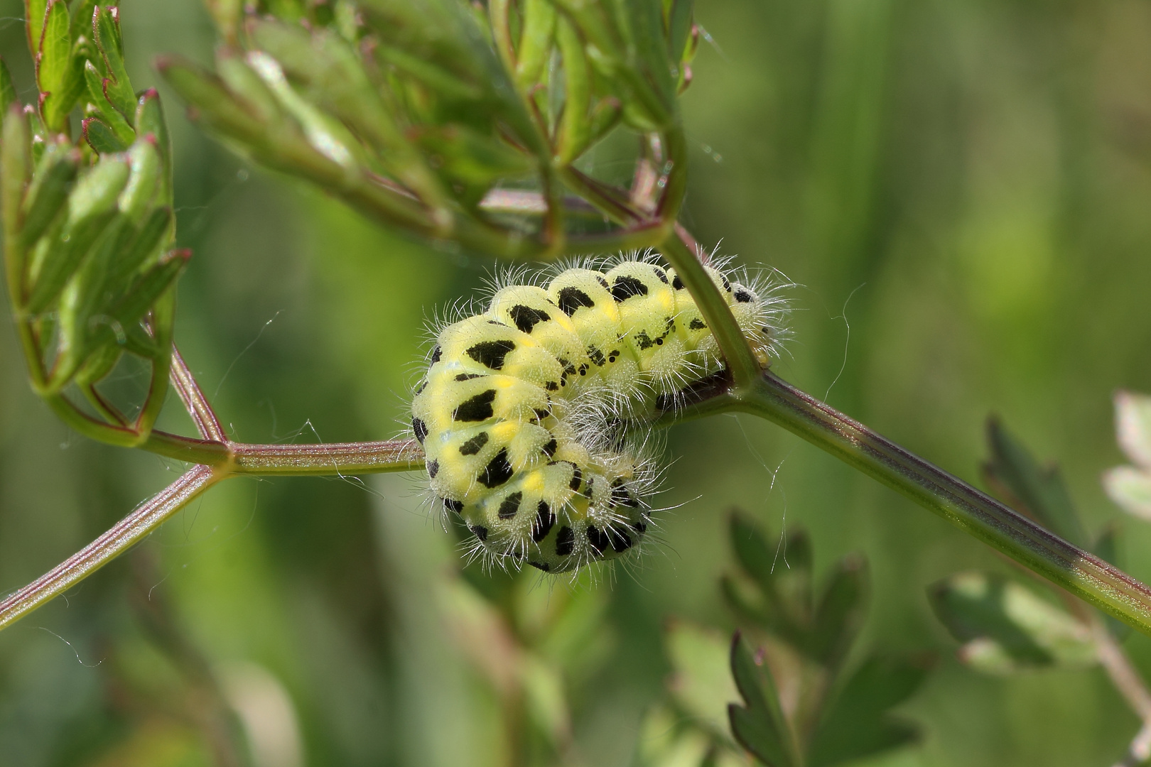 bruco di zygaena filipendulae