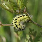 bruco di zygaena filipendulae