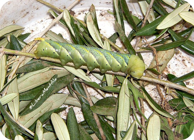 Bruco gigante dell'olivo - Acherontia atropos - (Falena Sfinge testa di morto)