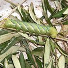 Bruco gigante dell'olivo - Acherontia atropos - (Falena Sfinge testa di morto)