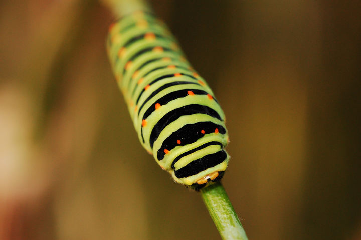 bruco papilio macaone