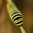 bruco papilio macaone