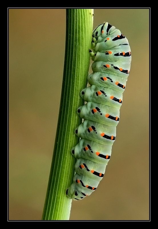 Bruco Papilio machaon