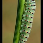 Bruco Papilio machaon