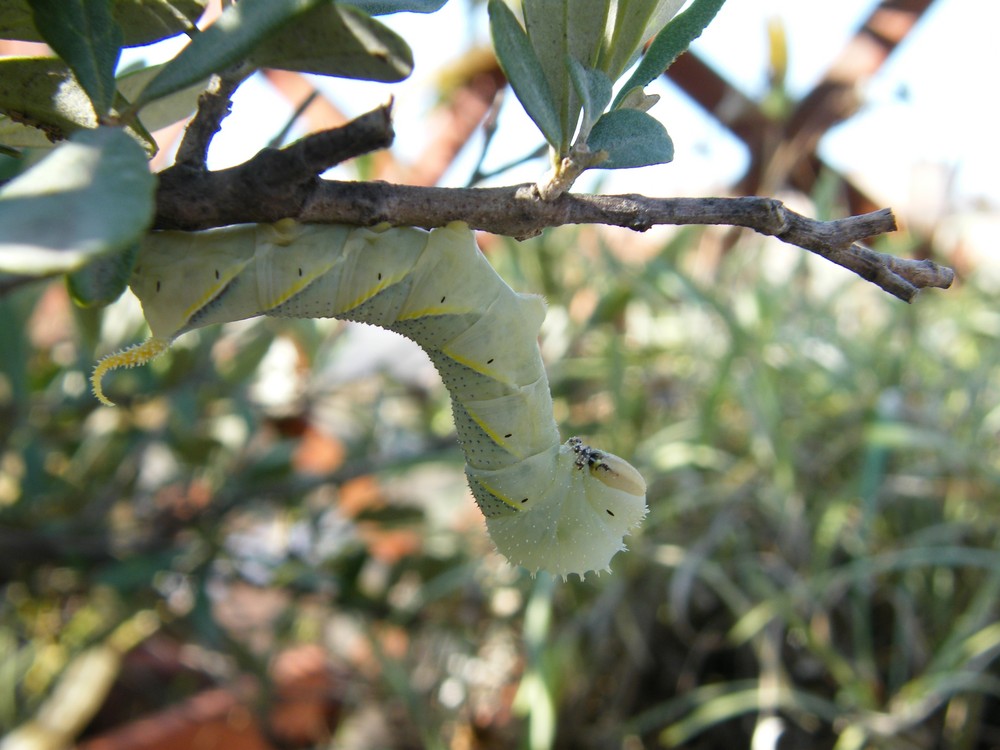 bruco sfinge testa di morto on my terrace's olive tree